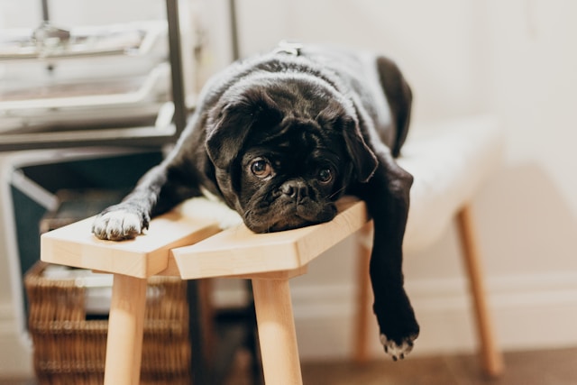 11 Best Lazy Load Plugins to Speed Up Your WordPress Website